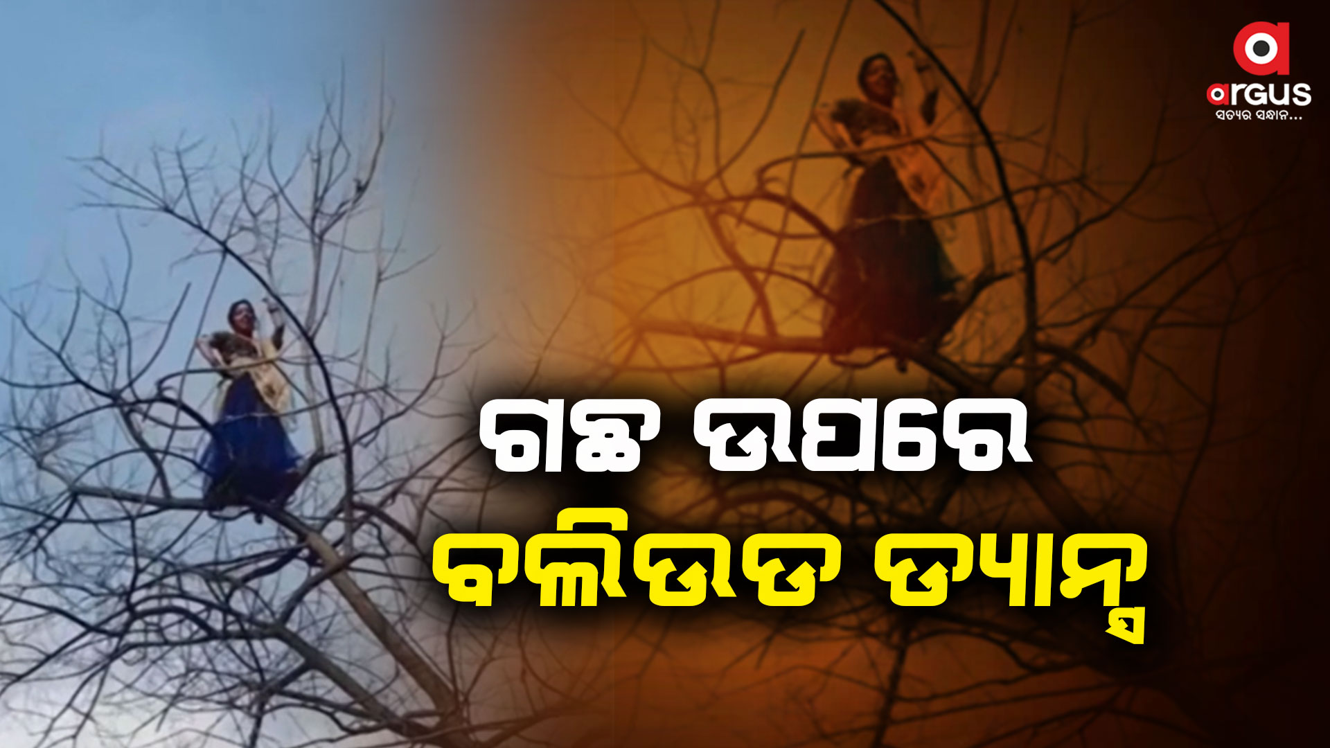 ଗଛ ଉପରେ ଚଢ଼ି ମହିଳାଙ୍କ ବଲିଉଡ ସଙ୍ଗରେ ଜବରଦସ୍ତ ଡ୍ୟାନ୍ସ