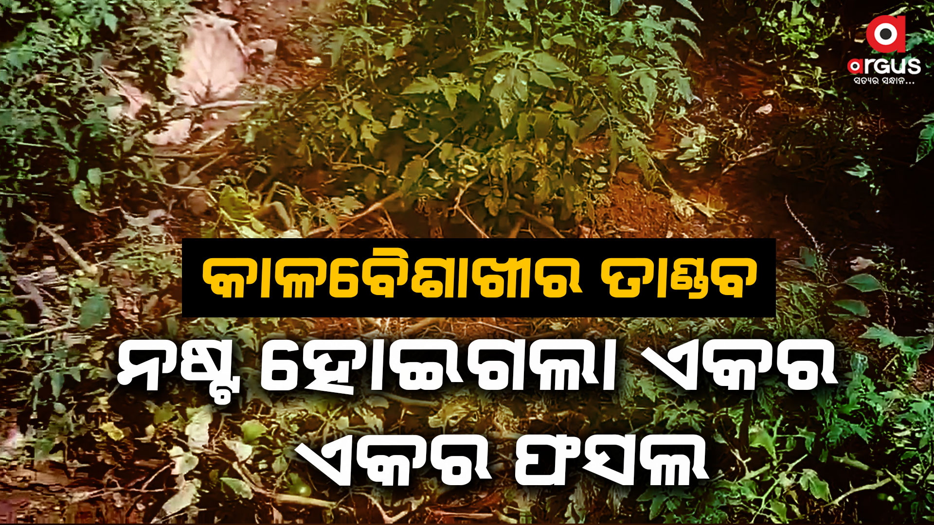 କାଳବୈଶାଖୀର ତାଣ୍ଡବ , ଏକର ଏକର ପନିପରିବା ଚାଷ ନଷ୍ଟ