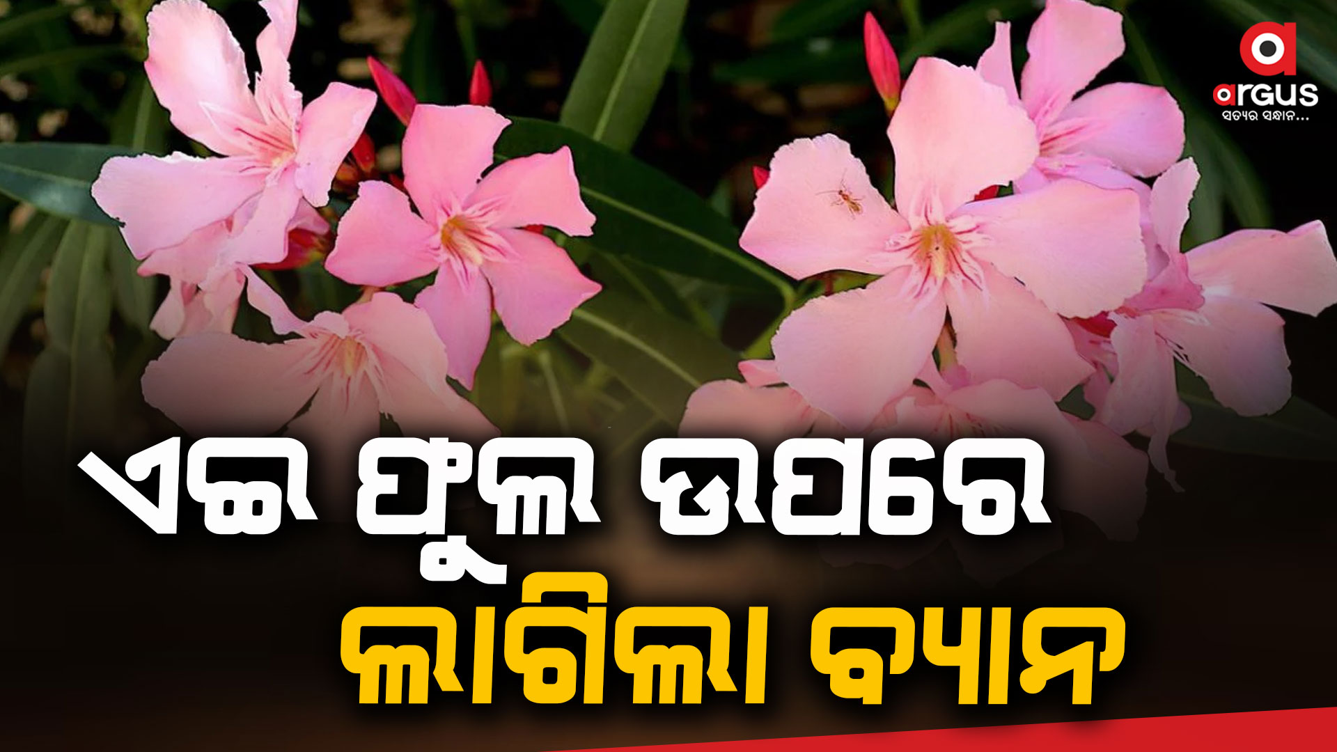 2500 ମନ୍ଦିରରେ ଏହି ଫୁଲକୁ ନିଷେଧ କରାଯାଇଛି, ଜୀବନ ନେଇଥିବା ଓଲିଏଣ୍ଡର କ’ଣ?