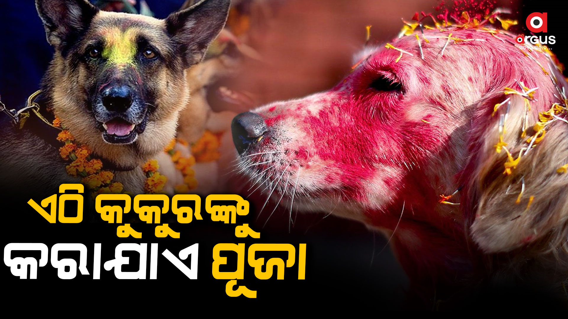 ନେପାଳରେ ପାଳିତ ହୁଏ କୁକୁର ପର୍ବ