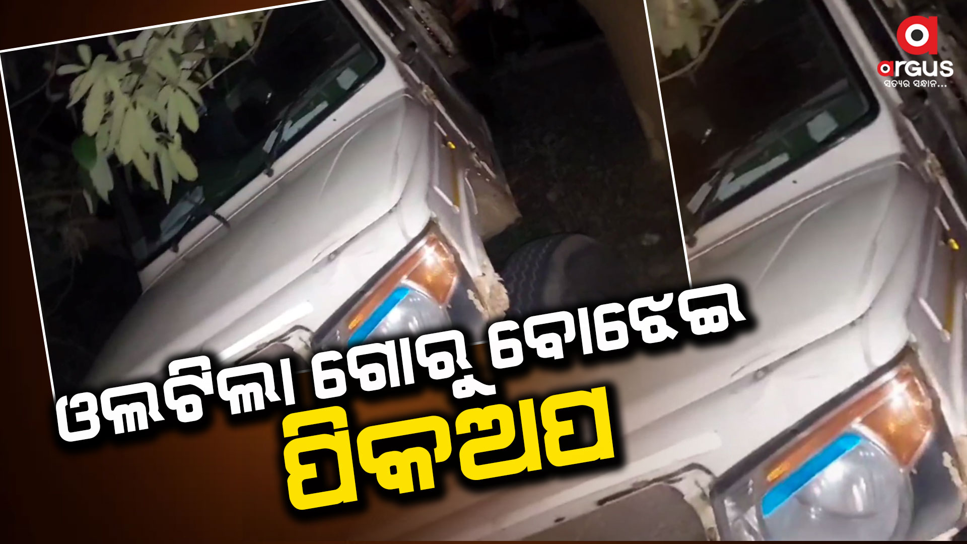 ଓଲଟିଲା ବେଆଇନ ଗୋରୁ ବୁଝେଇ ପିକଅପ୍