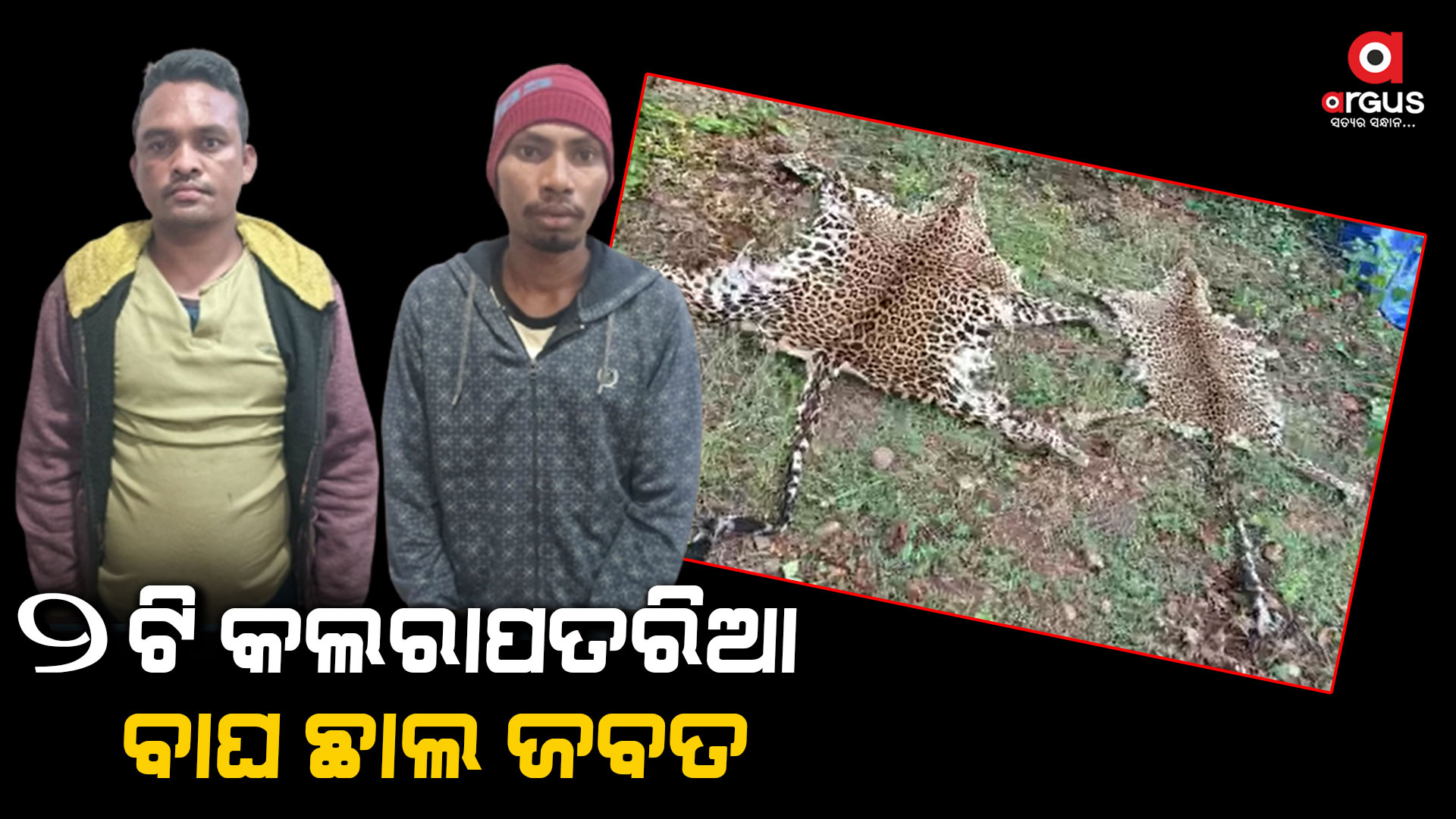 ବାଘ ଛାଲ ଡିଲ୍ ବେଳେ ମାଡ଼ି ବସିଲା କ୍ରାଇମବ୍ରାଞ୍ଚ STF