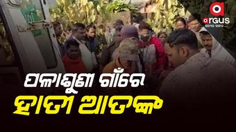 ହାତୀ ଆକ୍ରମଣରେ ଜଣେ ଗୁରୁତର
