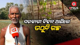 Farmers are suffering losses by bringing government seeds