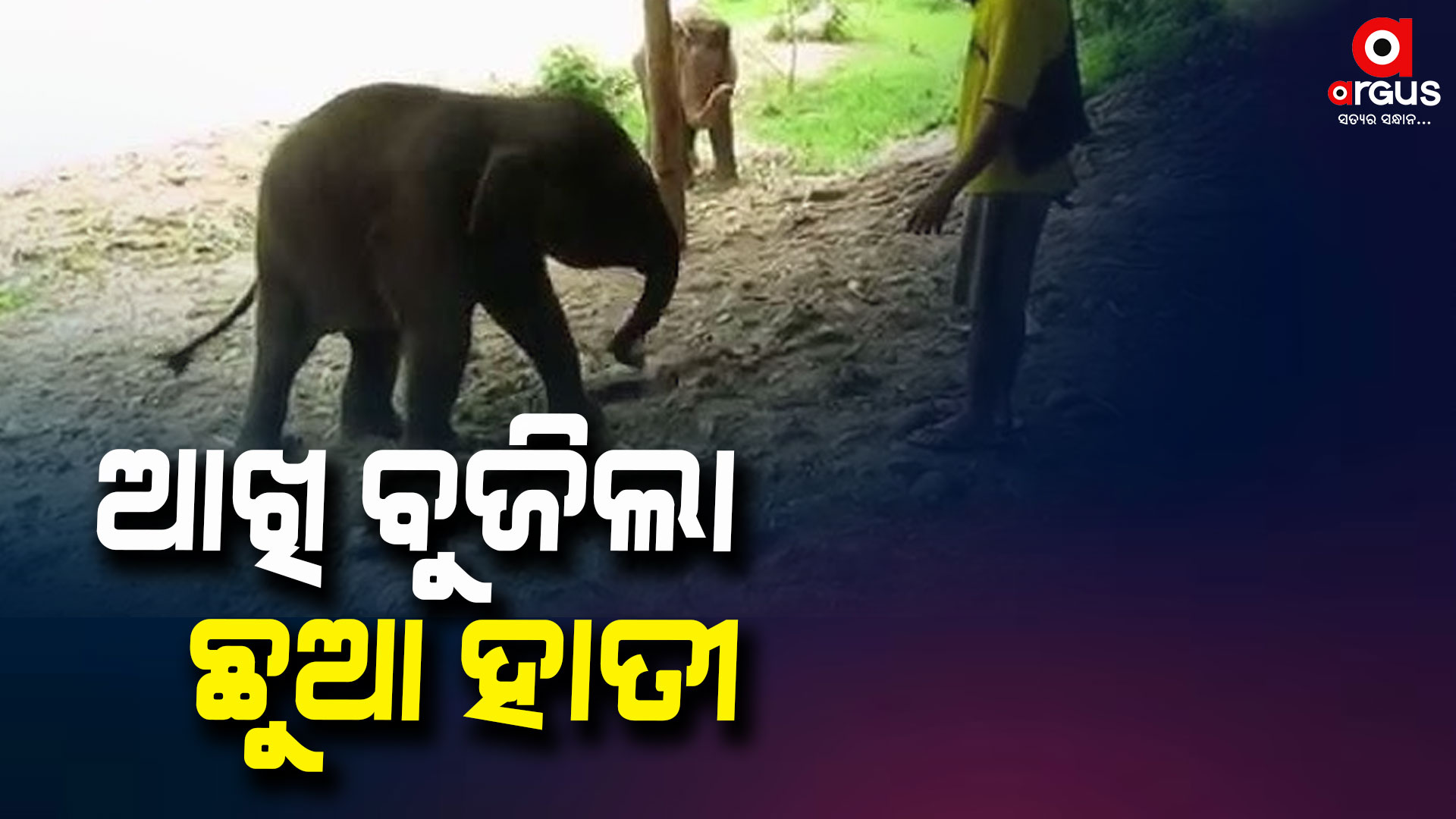 ହିନ୍ଦୋଳ ରେଞ୍ଜ ଅନ୍ତର୍ଗତ ସଂଜପଡା ଗ୍ରାମରେ ହାତୀ ଛୁଆର ମୃତ୍ୟୁ