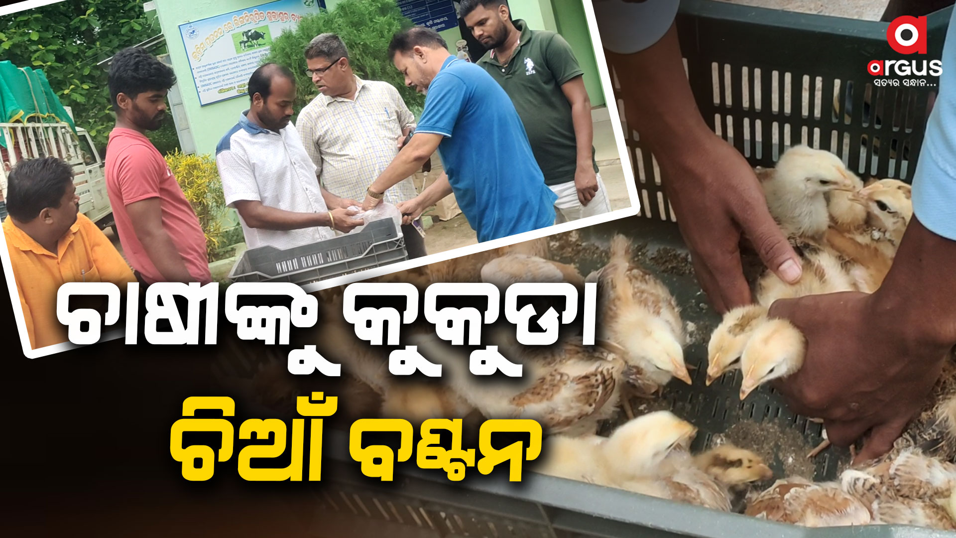 ଗ୍ରାମାଞ୍ଚଳ ଚାଷୀଙ୍କୁ କୁକୁଡା ଚିଆଁ ବଣ୍ଟନ