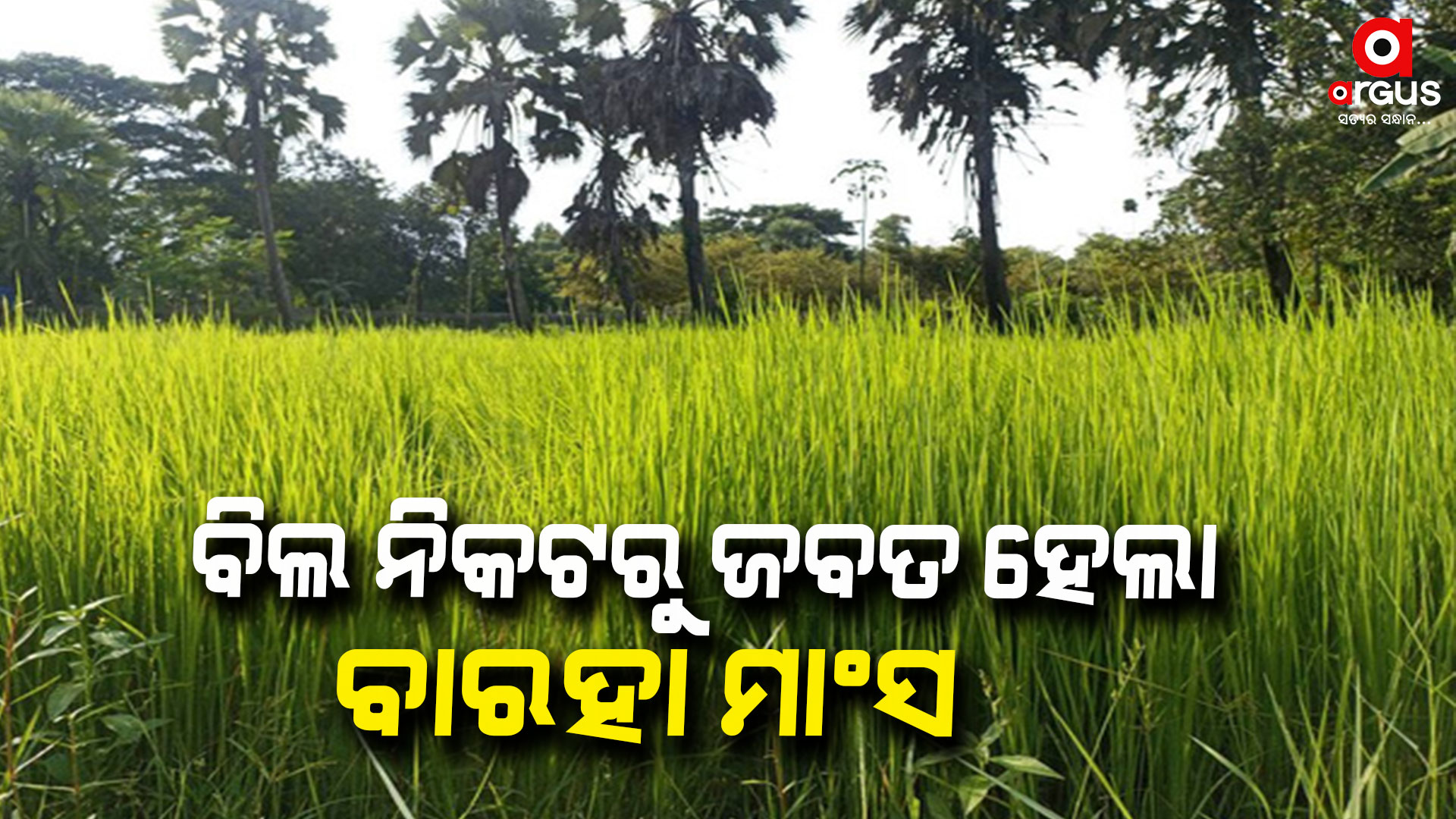 ଗୋଲାବନ୍ଧପଲ୍ଲୀ ଗ୍ରାମରେ ବାରହା ମାଂସ ବିକ୍ରି ଅଭିଯୋଗ: ଜଣେ ଗିରଫ