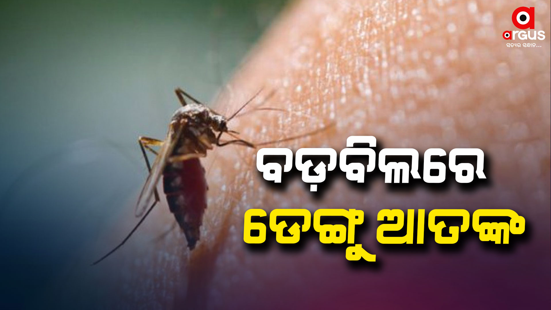 ବଡ଼ବିଲରେ ଡରାଇଲାଣି ଡେଙ୍ଗୁ, ବଢୁଛି ଆକ୍ରାନ୍ତଙ୍କ ସଂଖ୍ୟା