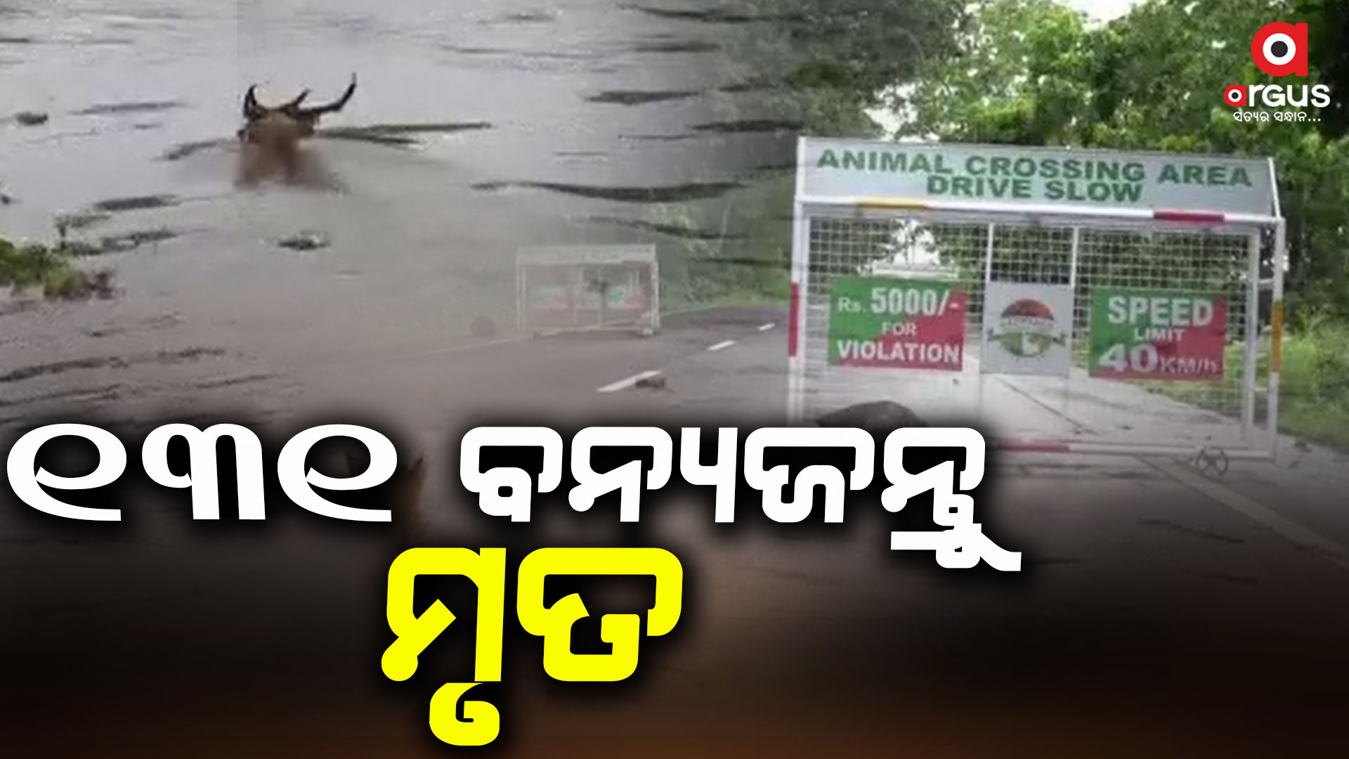 ଆସାମ ବନ୍ୟା, 131 ବନ୍ୟଜନ୍ତୁଙ୍କର ମୃତ୍ୟୁ