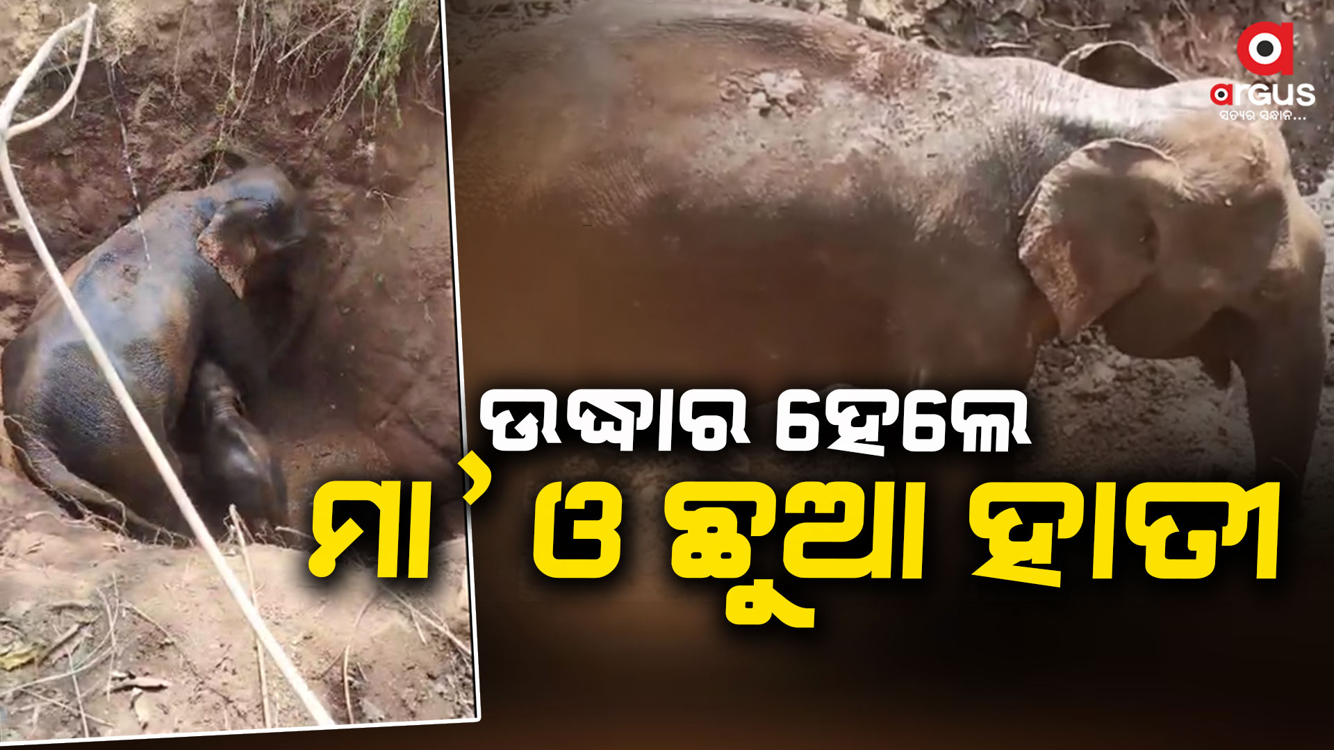 ୩ ଘଣ୍ଟା ପରିଶ୍ରମ ପରେ ଉଦ୍ଧାର ହେଲେ ମା ଓ ଛୁଆ ହାତୀ