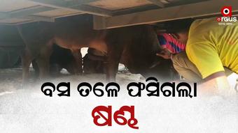 2 ଘଣ୍ଟାର ଅପରେସନ ପରେ ଉଦ୍ଧାର ହେଲେ ବୃଷଭ