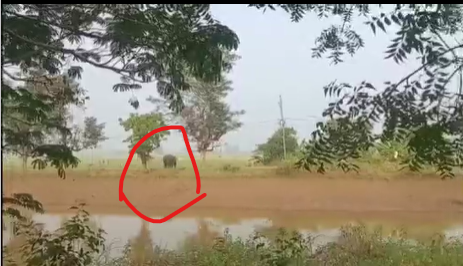 Bhadrak: Wild Tusker Moves in Villages, People In Fear