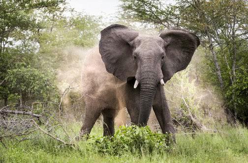 ହାତୀ ଆକ୍ରଣରେ ଆଉ ଜଣେ ମୃତ