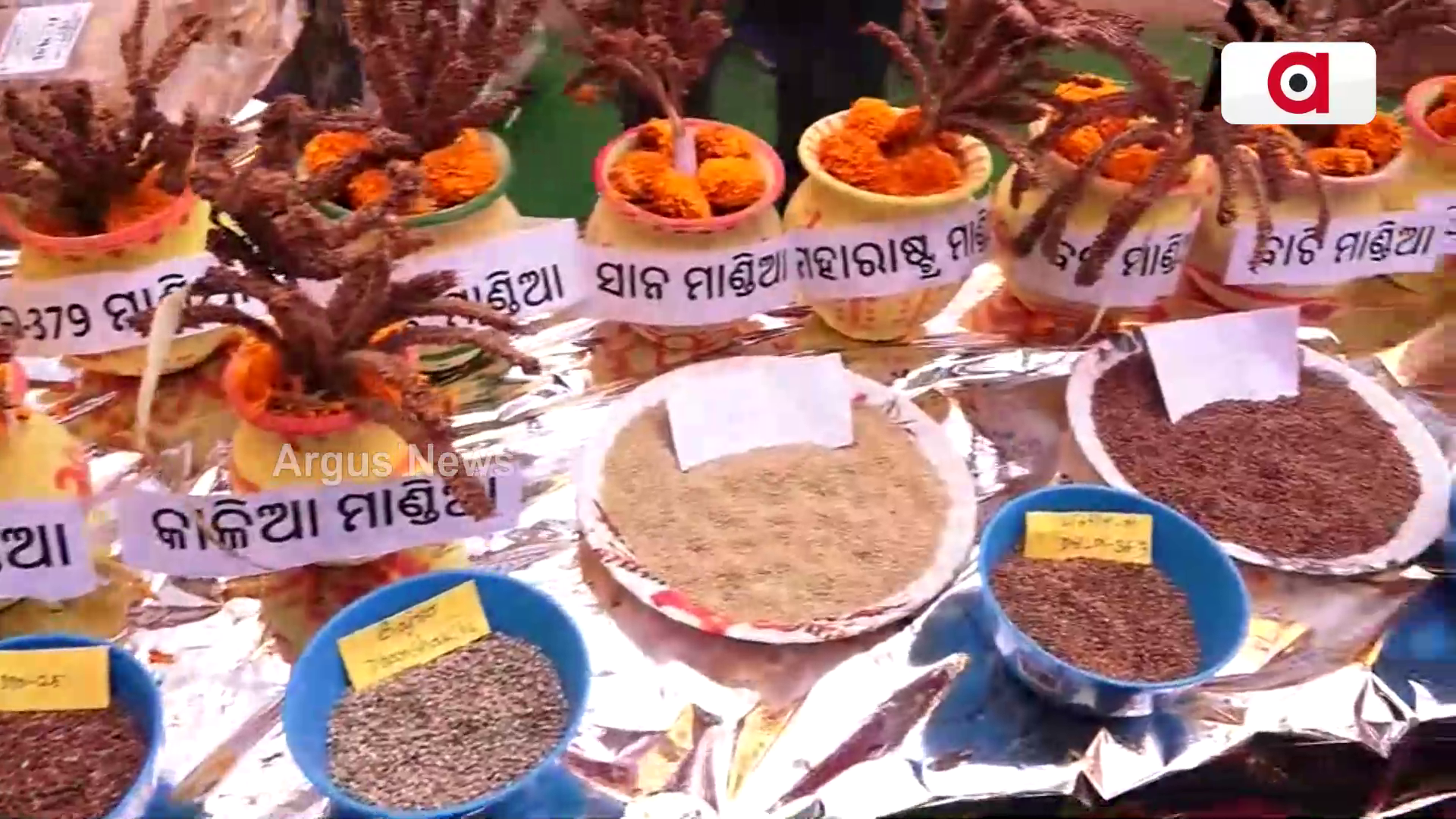 ମାଣ୍ଡିଆ ଦିବସ ସଚେତନତା ରଥର ଜିଲ୍ଲା ପରିକ୍ରମା