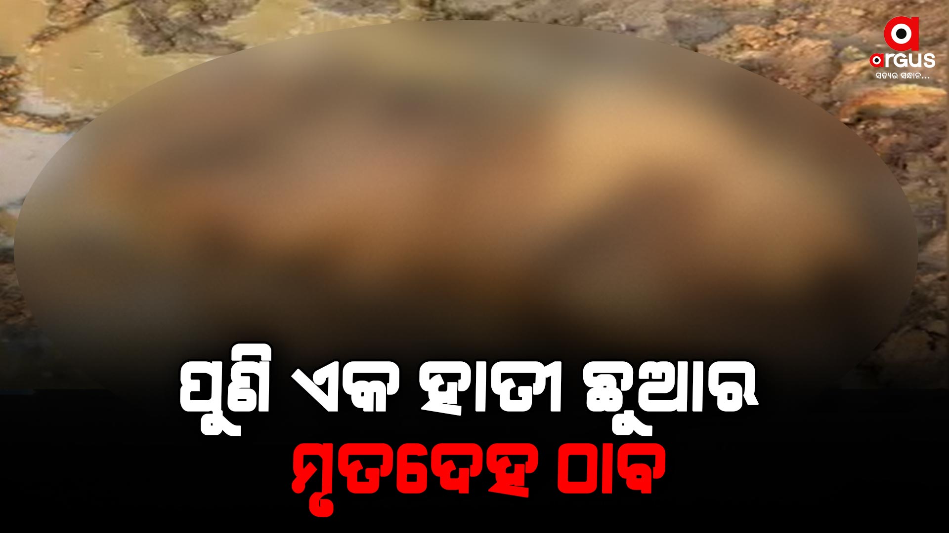 ହାତୀ ଛୁଆର ମୃତଦେହ ଠାବ