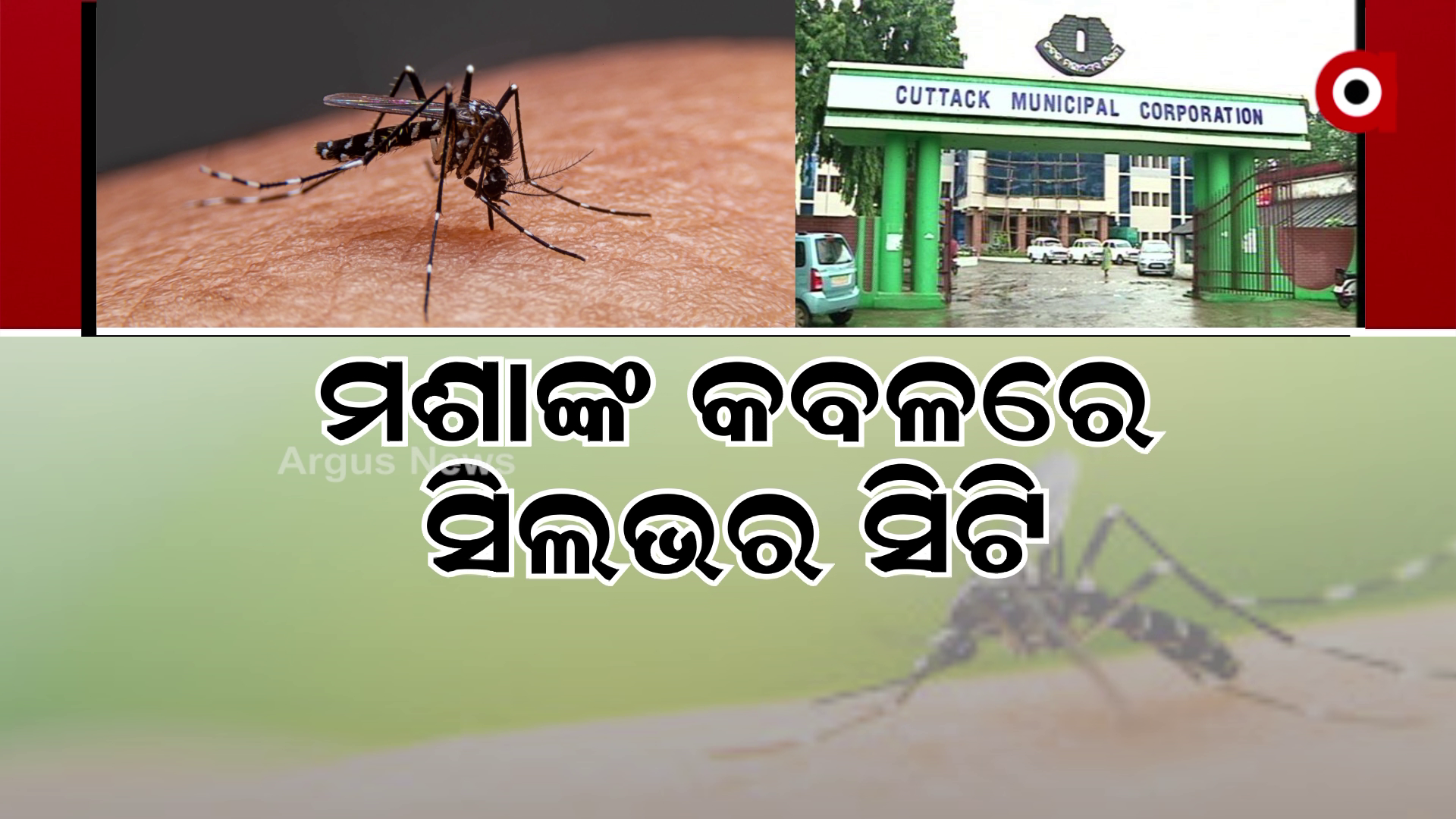 ମଶାଙ୍କ କବଳରେ ସିଲଭର ସିଟି