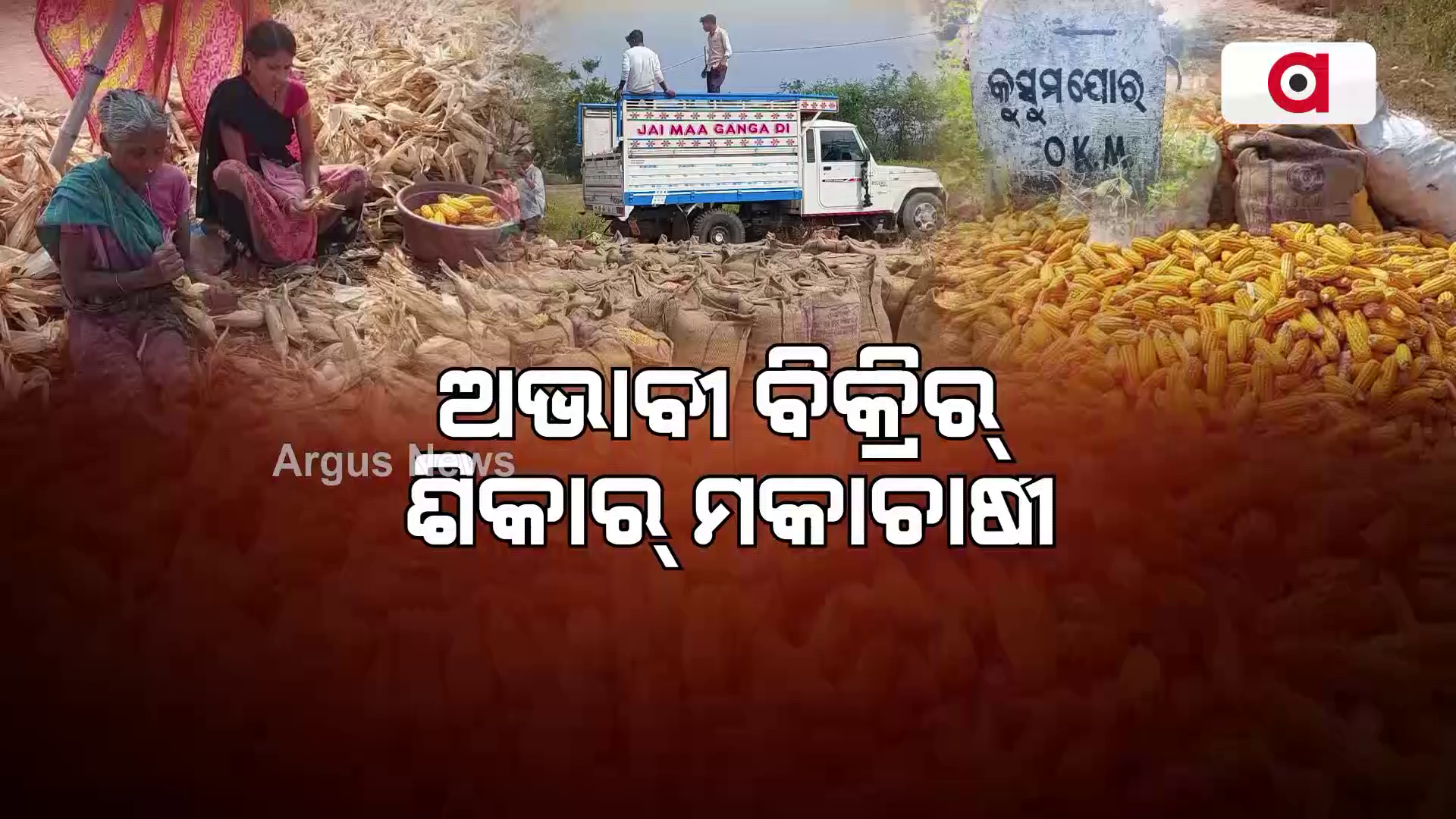 ଅଭାବୀ ବିକ୍ରିର୍ ଶିକାର୍ ମକାଚାଷୀ