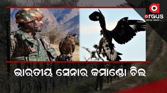 Indian Army Commando eagle