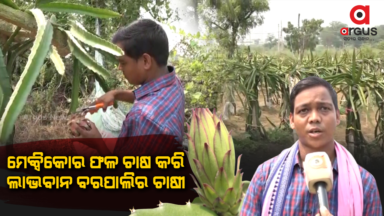 ମେକ୍ସିକୋର ଫଳ ଚାଷ କରି ଲାଭବାନ ବରପାଲିର ଚାଷୀ