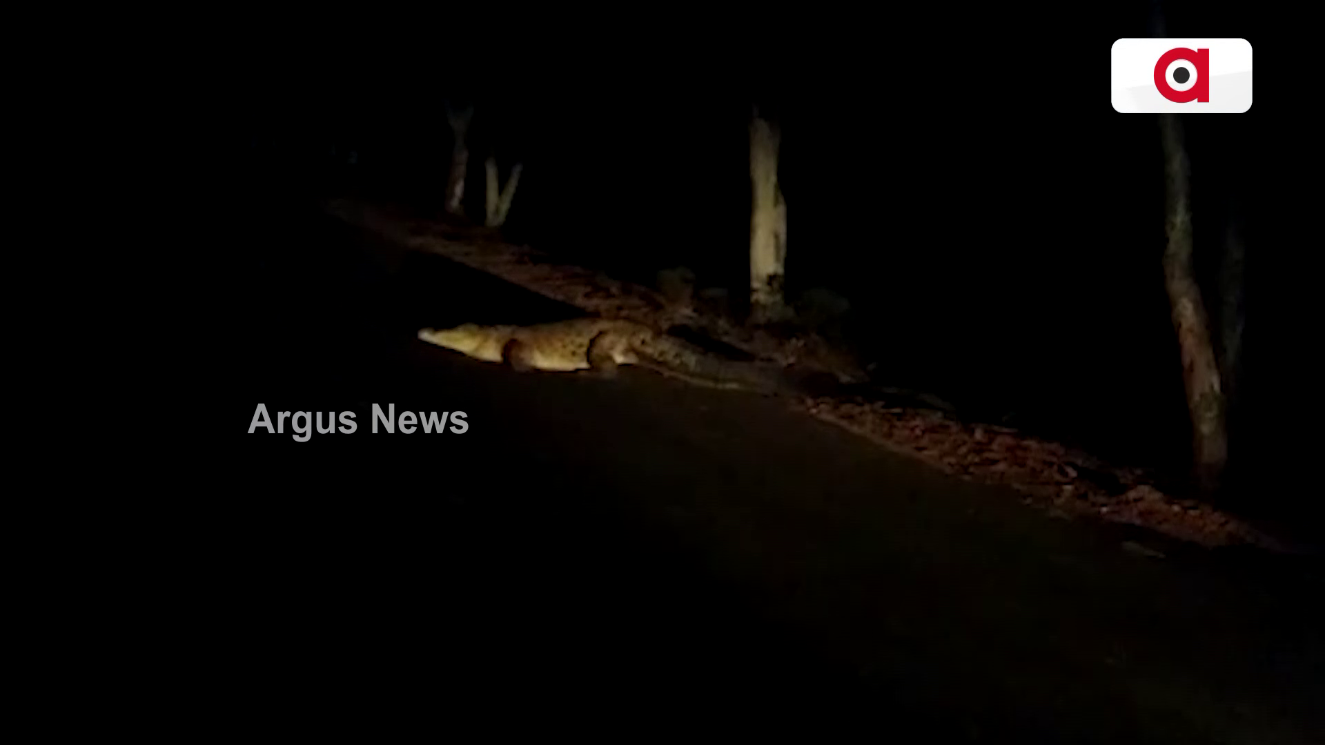 ରାସ୍ତାରେ ଚାଲିଲା ଭୟଙ୍କର କୁମ୍ଭୀର