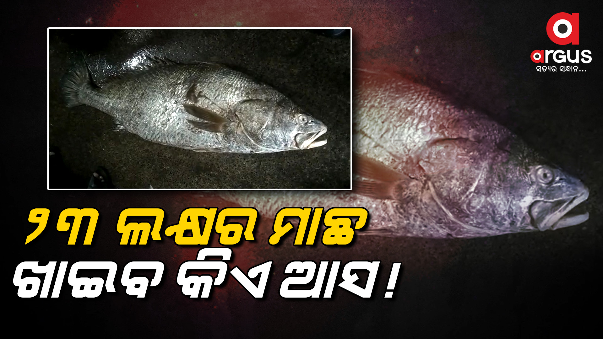 ମାଛର ଦାମ ୨୩ ଲକ୍ଷ